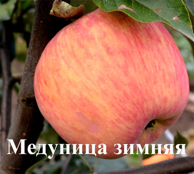 Медуница Яблоня Отзывы
